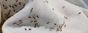 subterranean insects up towel subterranean insects up sterile napkins Are you in danger of diabetes?