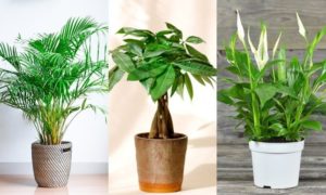 Transform your home into an "desert garden" with these indoor plants