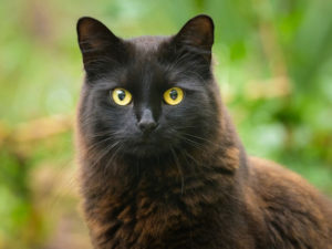 Revealing 6 Secrets of Black Cats I know that I will love the cat even more