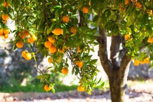 12 benefits of oranges overflowing properties