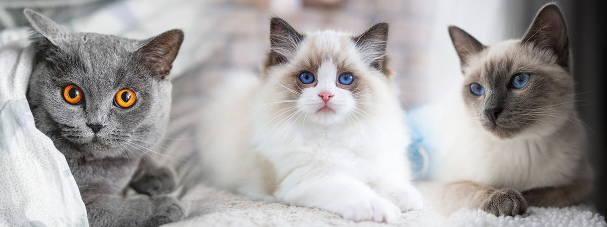 10 popular cat breeds in Thailand