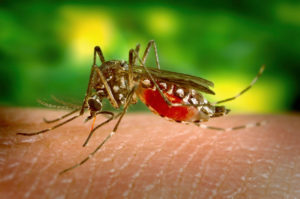 5 Pet Diseases Caused by Mosquitoes