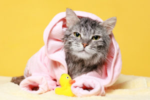 7 Cat Bathing Shampoo Make the cat's hair soft and beautiful